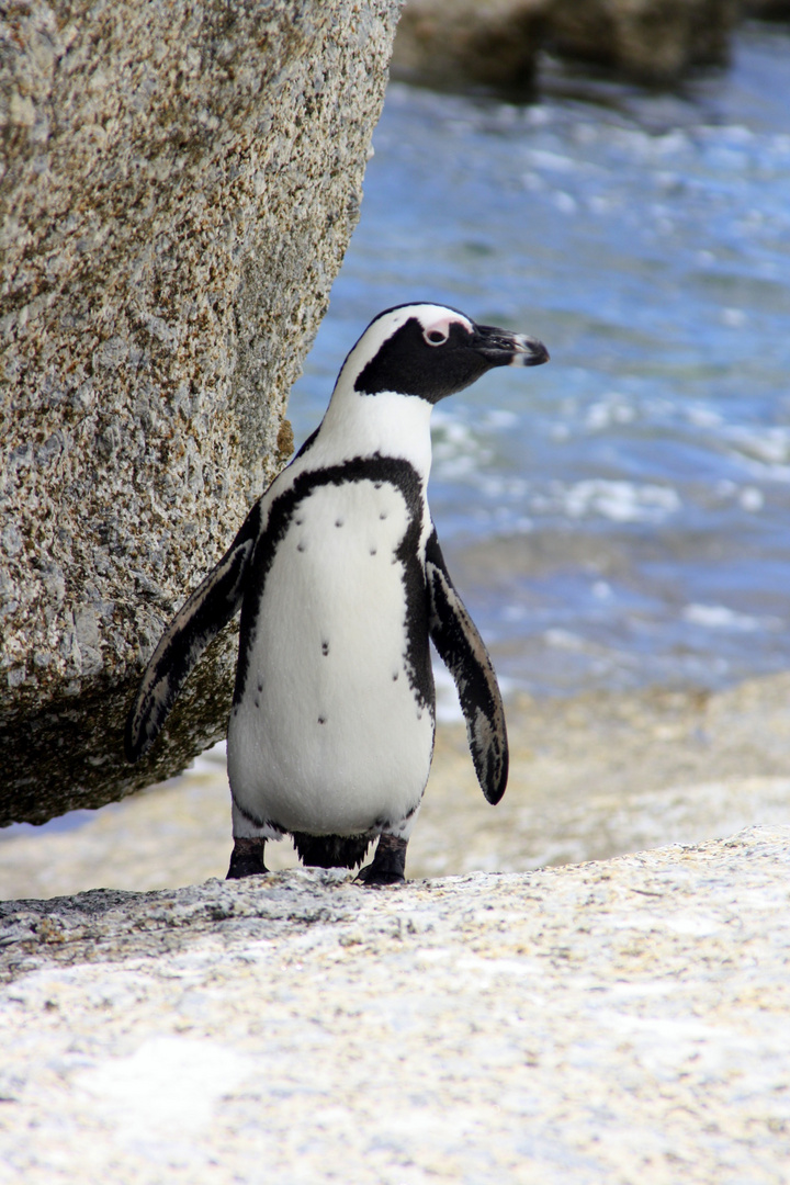 Pinguin in Simons Town - Kapstadt