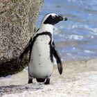 Pinguin in Simons Town - Kapstadt