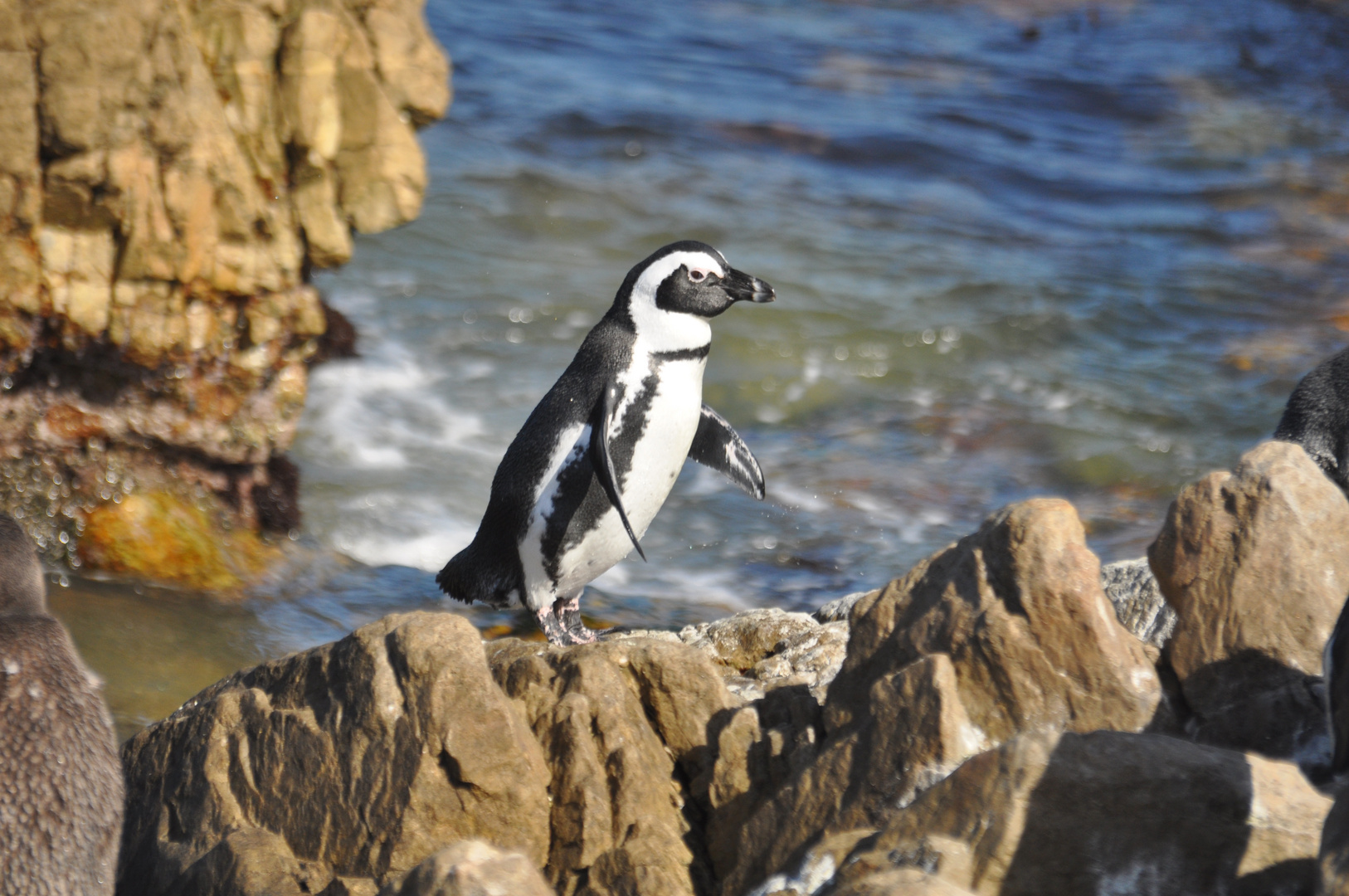 Pinguin in Südafrika