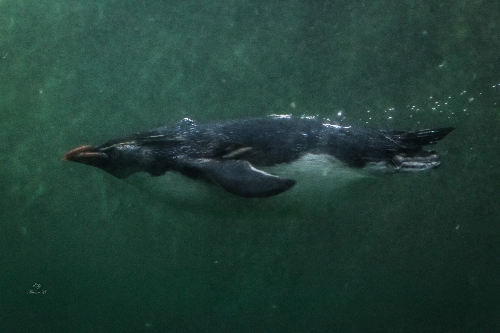 Pinguin in the Water 