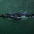 Pinguin in the Water 