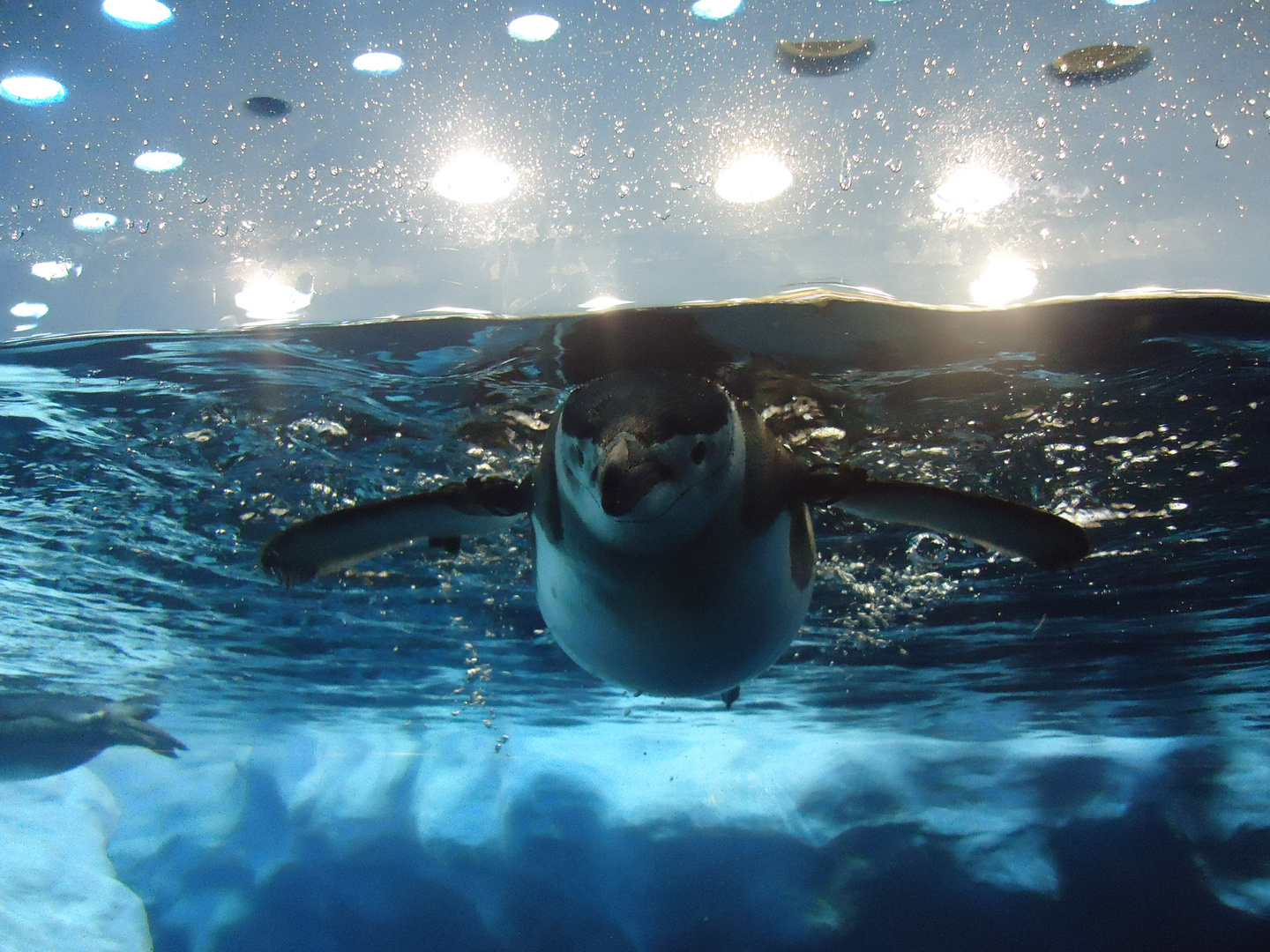 Pinguin ist scharf aufs fotografieren