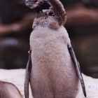 Pinguin-Jungtier