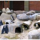 Pinguin-Land