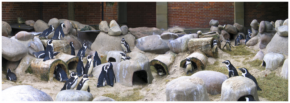 Pinguin-Land