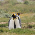 Pinguin Love