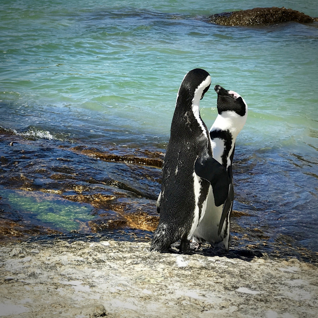 Pinguin Love