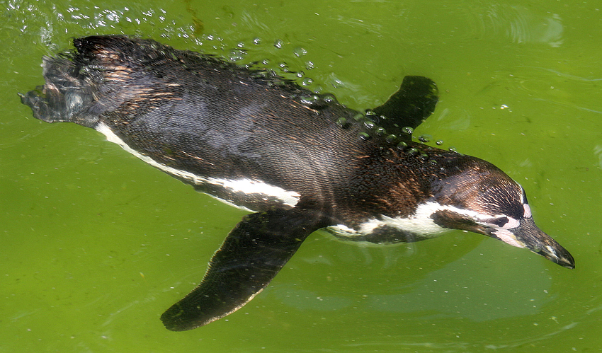 Pinguin mit Blubberblasen