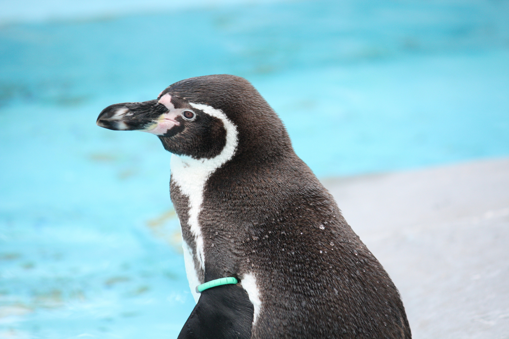 Pinguin mit Schwimmring