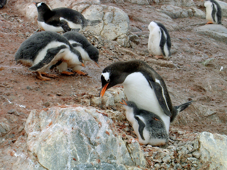 Pinguin-Mutter mit ihrem Nachwuchs