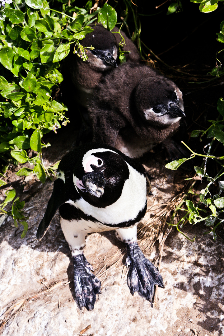 Pinguin Mutter mit zwei Jungtieren