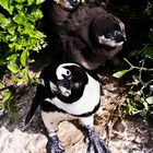 Pinguin Mutter mit zwei Jungtieren