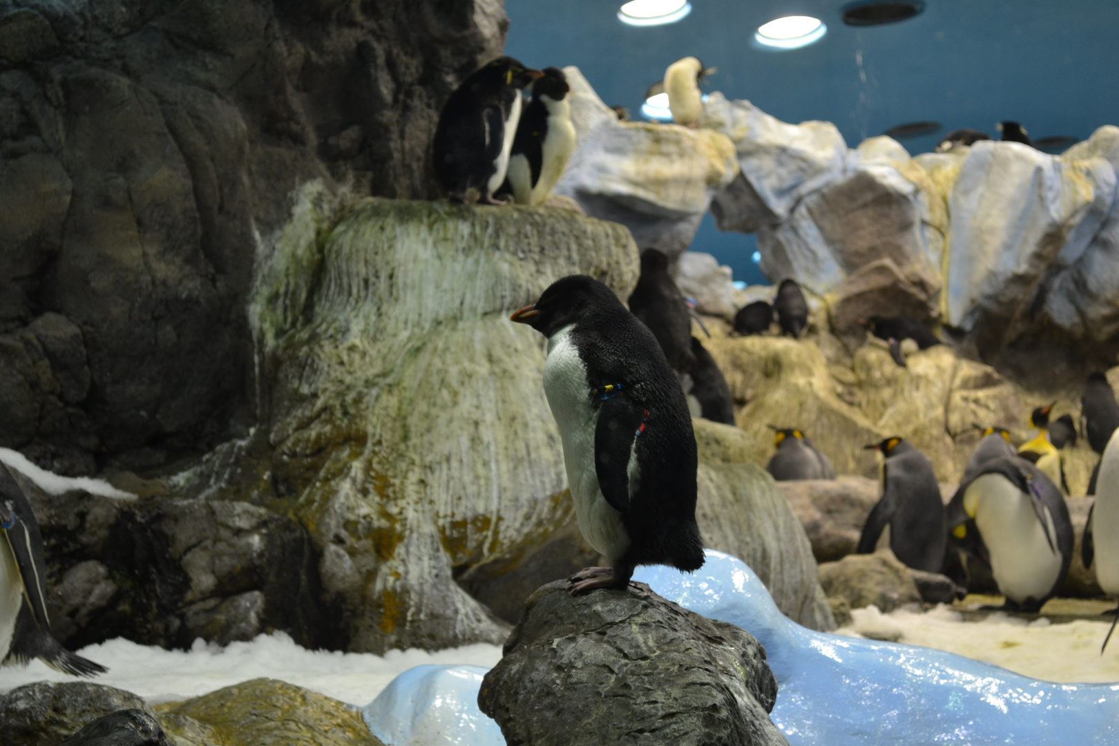 Pinguin-Nachwuchs im Loro Parque