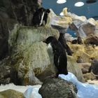 Pinguin-Nachwuchs im Loro Parque