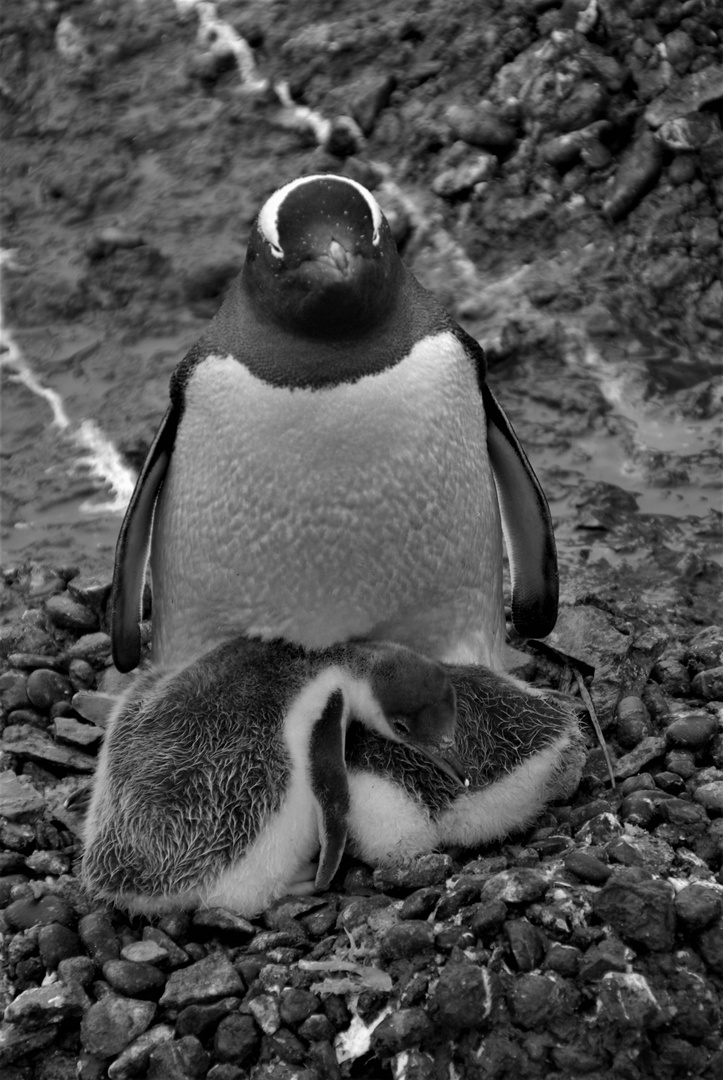 Pinguin Nachwuchs sucht Schutz