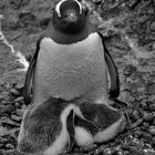 Pinguin Nachwuchs sucht Schutz