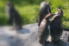 Pinguin Neckereien