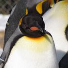 Pinguin - nicht nur schwarz weiss