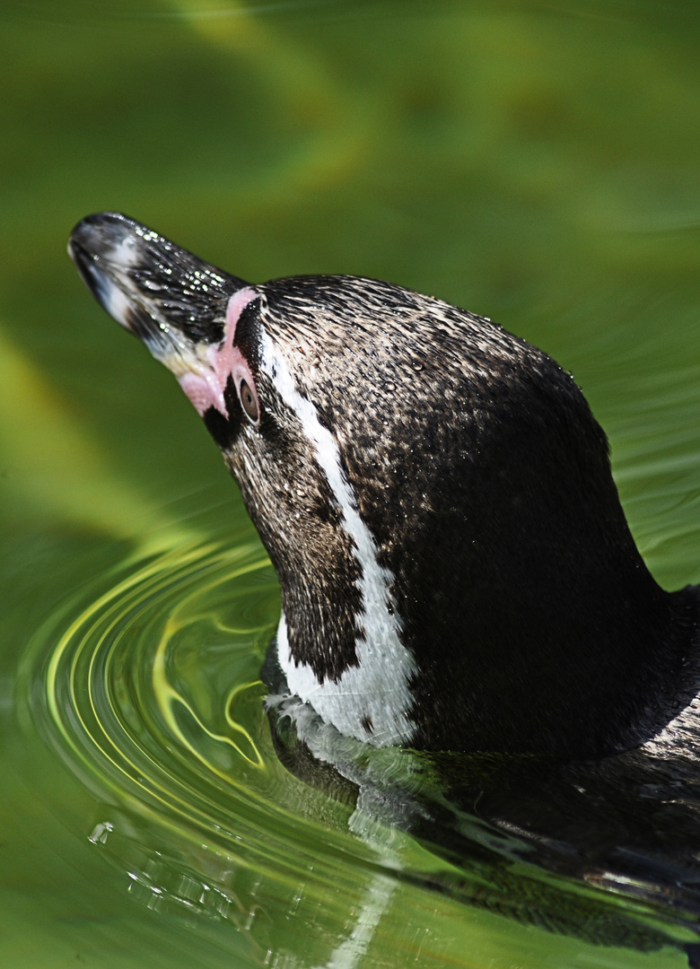 Pinguin nimmt ein Bad