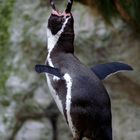 Pinguin nochmal