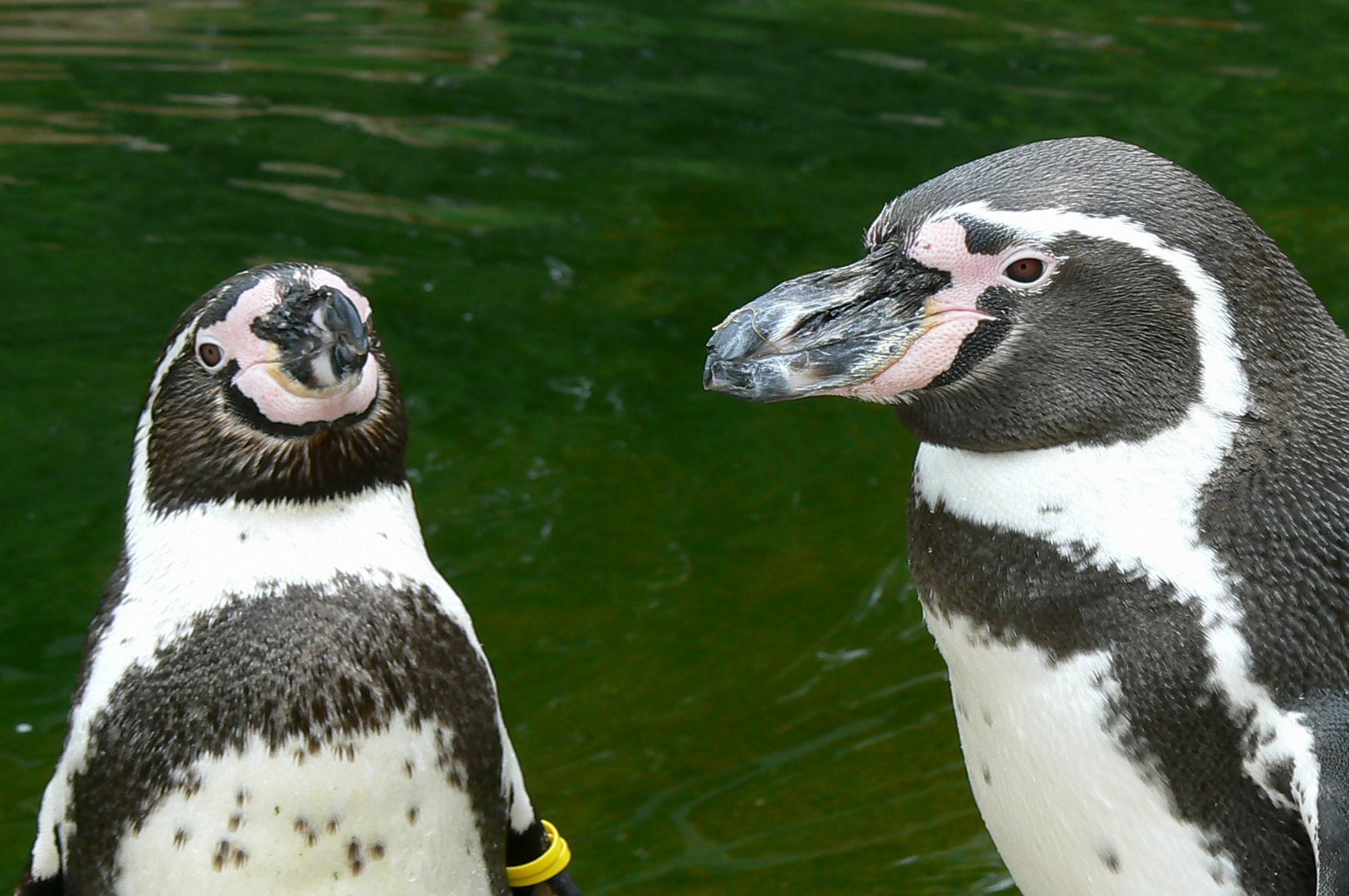 Pinguin Pärchen