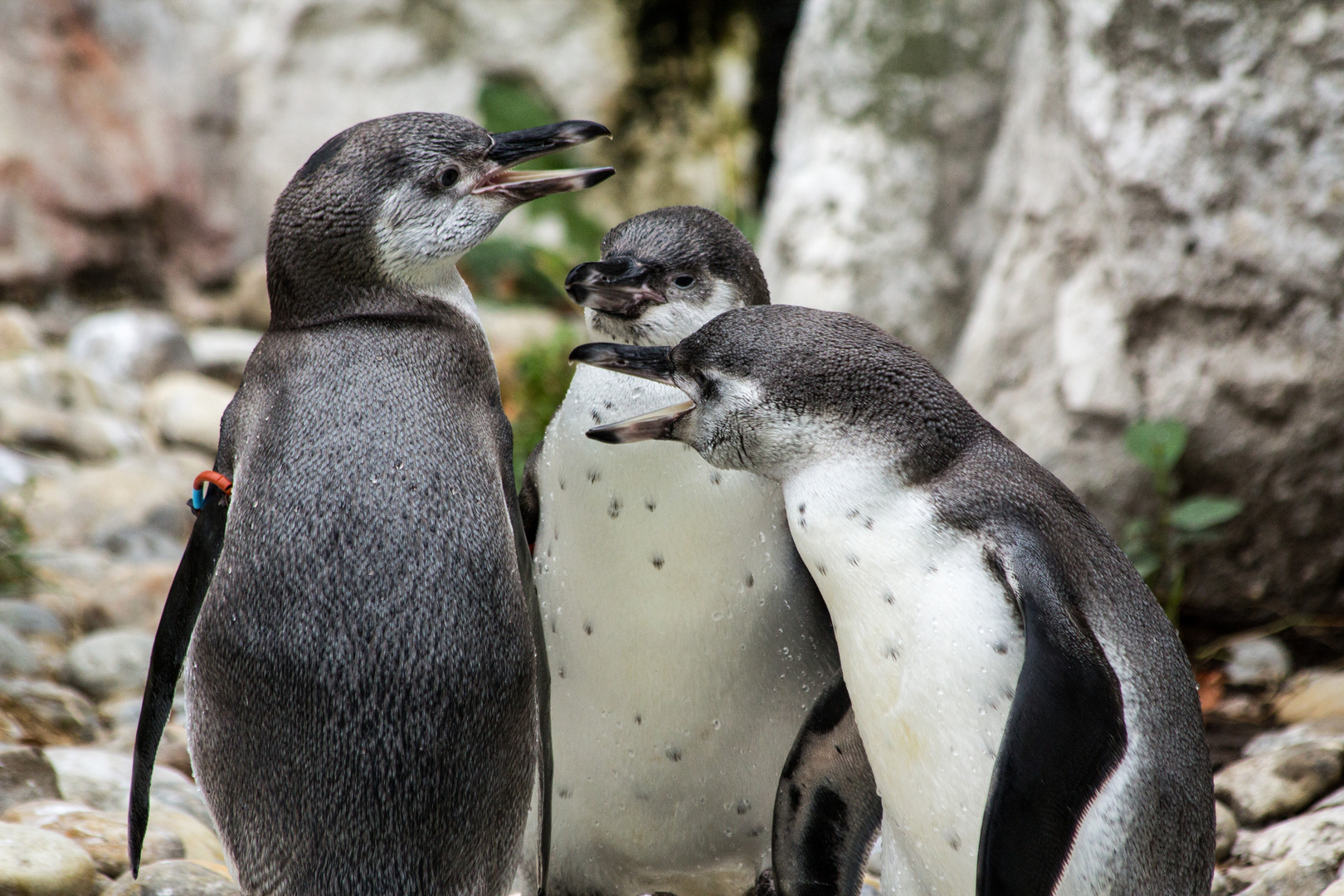 Pinguin Palaver