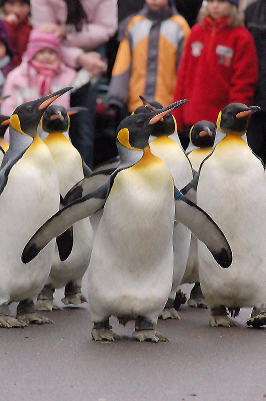 Pinguin Parade