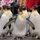 Pinguin Parade