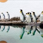 ... pinguin-parade ...