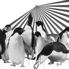Pinguin-Party