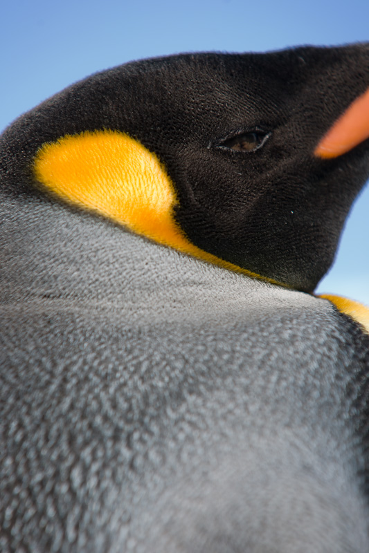 Pinguin-Porträt