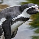 Pinguin-Portrait 005