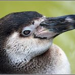 Pinguin-Portrait