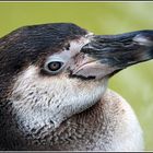 Pinguin-Portrait