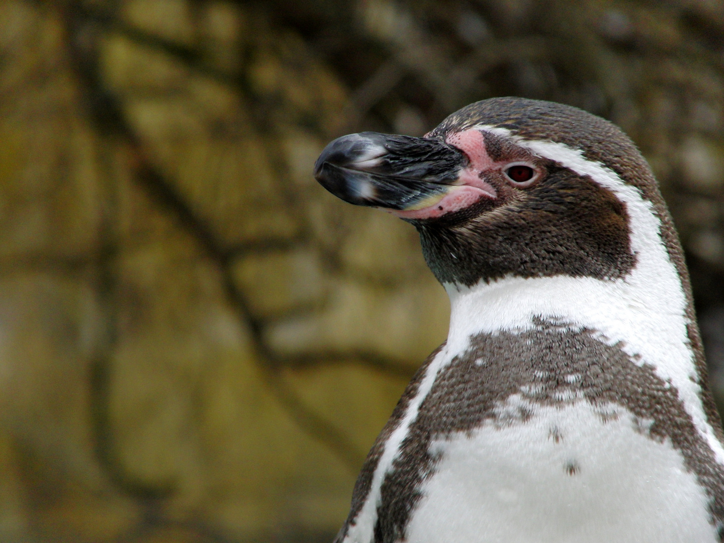 Pinguin Portrait