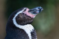 ~ Pinguin Portrait ~