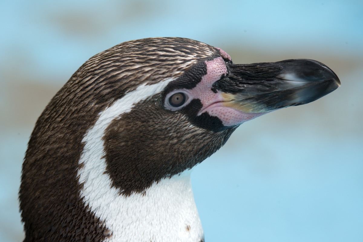 ~ Pinguin Portrait ~