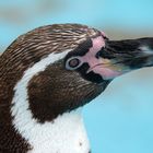 ~ Pinguin Portrait ~