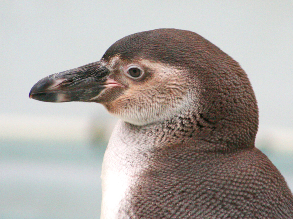 Pinguin-Portrait