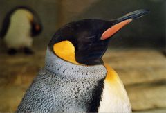 Pinguin-Portrait