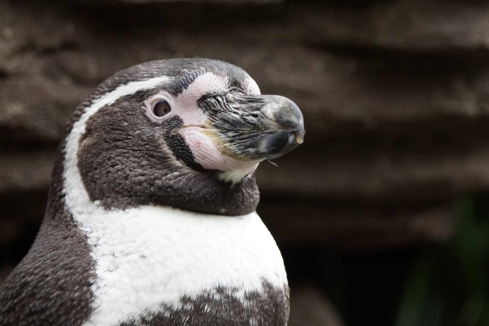 Pinguin Portrait