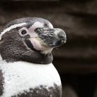 Pinguin Portrait