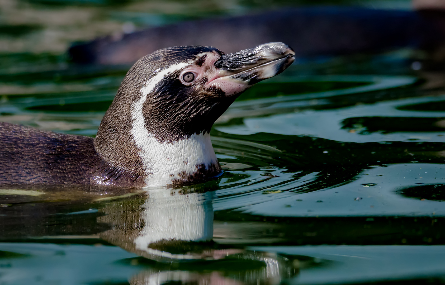 Pinguin portrait