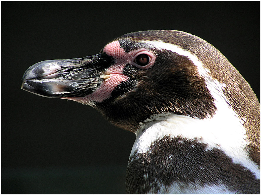 Pinguin Portrait