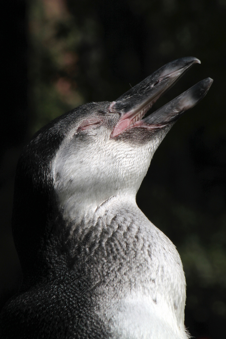 Pinguin Portrait