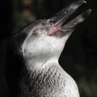 Pinguin Portrait