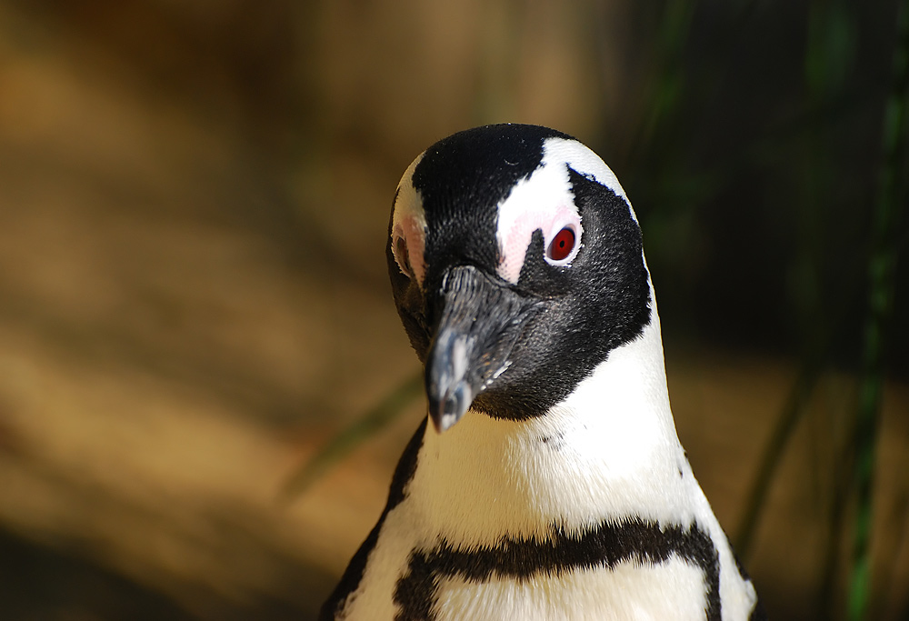 Pinguin-Portrait sozusagen...