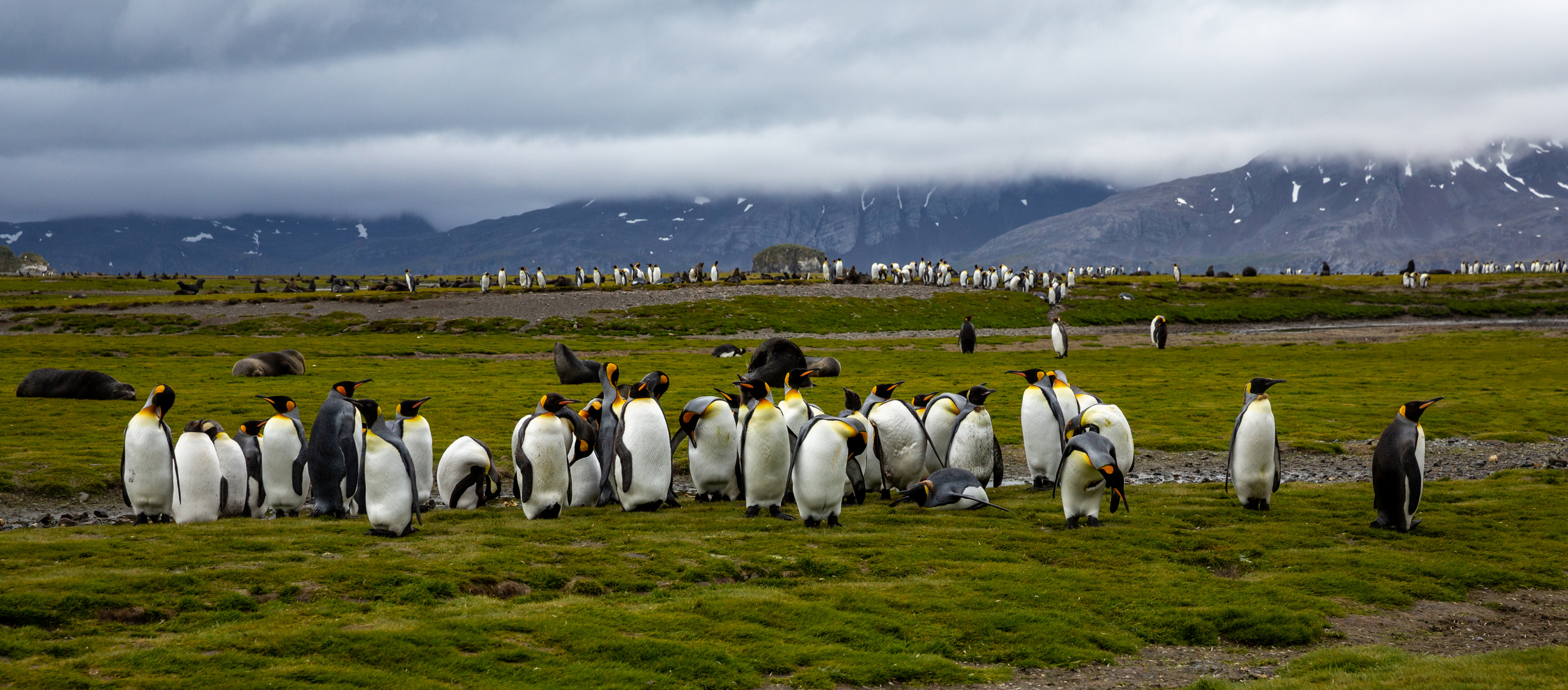 Pinguin-Reihen