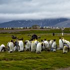 Pinguin-Reihen