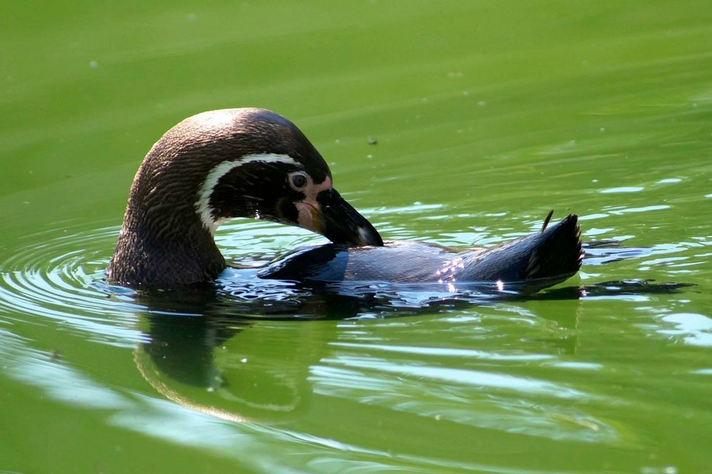 Pinguin - Rückenschwimmen